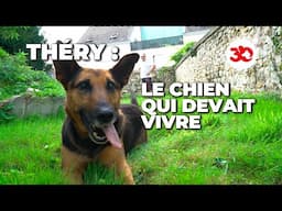 Théry, le chien qui devait vivre