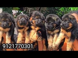 Pomaranian puppies for sale | all breed puppies available | keerthi puppy vlogs telugu