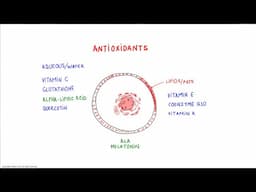 Which Antioxidants To Use Together?