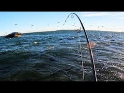 Wind Put Surfcasting Fish on the Beach!