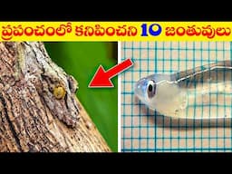 ప్రపంచంలో కనిపించని 10 జంతువులు || 10 Invisible Animals in the World || Unknown Facts Telugu