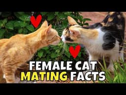 6 Surprising Facts About Female Cats' Love Lives 👀😻🤫