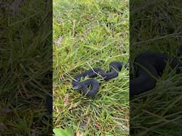 A black European adder, beautiful black snake