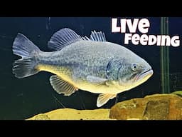 Largemouth Bass Eating Live Fish - 1st Live Feeding