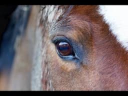 Pigeon: An A to Z of Horseome