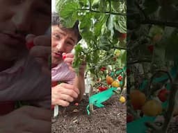 Tomatoes. Daughter. Cat. Summertime.