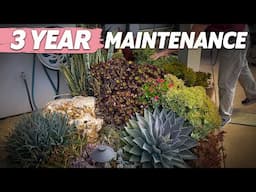 3 Year Succulent Maintenance in Encinitas