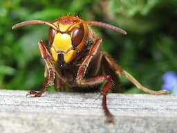 Let's peek at a hornet nest