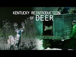 Bringing Back Kentucky’s Deer: 1980s Conservation