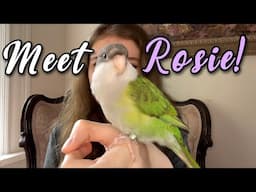 Introducing Rosie! My (not so) new Sierra Parakeet