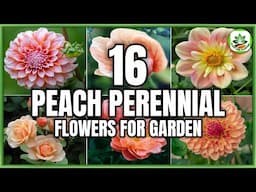 16 Peach Perennial Flower Plants to grow | Flowering Perennials for garden | Plant and Planting