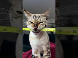 My bengal cat HATES measuring tapes #bengal #bengalcat #cat #catlover #cats #catvideos #viralvideo