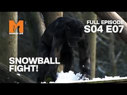 Winter is Here | Season 4 Episode 7 | Full Episode | Monkey Life