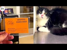 Shelter Cats Get Adopted - Priceless Moments When Shelter Cats Realized They Are Being Adopted