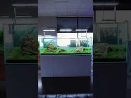 Aquarium Design Group Gallery #aquarium #aquascape #plantedtank