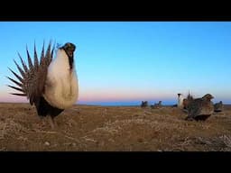 Understanding The Greater Sage Grouse