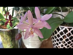 What’s blooming on my coffee table!