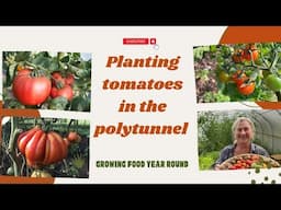 Planting tomatoes in the polytunnel