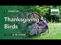 Thanksgiving Birds - From the Woods Today - Episode 226