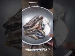 What is this fish #shortvideo #shorts