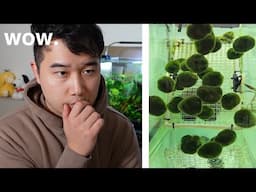 these Fish Tank videos TICKLE your brain | Fish Tank Review 280