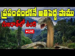 Gujarat's GIANT Snake Encounter|ప్రపంచంలోనే అతిపెద్ద పాము గుజరాత్‌లో నివసించింది