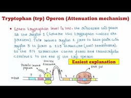 Trp Operon | Attenuation mechanism