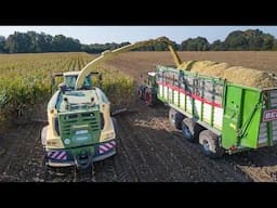 Mais 2024 / Krone Big X 1180 / Henke / Maize silage