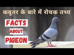 कबूतर के बारे में रोचक जानकारी | Top 20 Interesting Facts about Pigeon | In Hindi