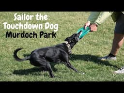 Sailor the Touchdown Dog Training Session in Bridgeland Calgary