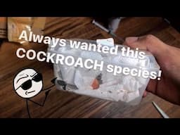 Always WANTED this COCKROACH species ~ GOT 'EM !!!