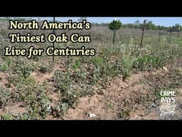 Texas' Tiniest Oak Can Live for Centuries