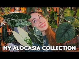 ✨My Alocasia collection✨ I got a wishlist plant and Im obsessed!🥰🌠