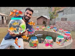 Cute Colour Full Fishes K Bht Sary Bowls Le Aiy😍