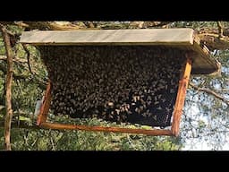 This Actually Worked !  Russian Scion Swarm Trap Caught  Honeybees Livestream