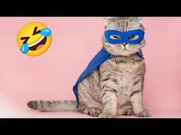 Cute And Funny Animals Video 😂 Funniest Cats And Dogs Videos 😻🐶