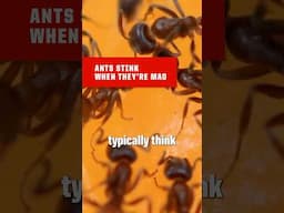 You can smell ants when they’re mad