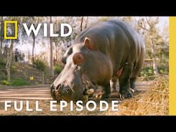 Hungry, Hungry Hippo (Full Episode) | Secrets of the Zoo: Down Under | Nat Geo Wild