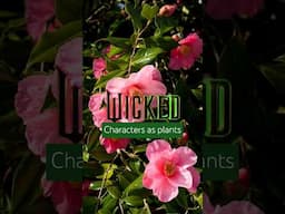 Wicked characters as plants 🧙‍♀️🌱 Do you agree with our picks? #WickedMovie #rhs #plants