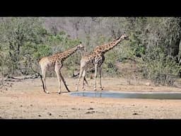 Giraffes and Oxpeckers Share a Drink: A Unique Sighting in Kruger Park #wildlife #krugerparksafari