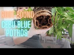 Repotting Root Bound Cebu Blue Pothos | No More Pon