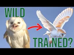 Training a Barn Owl… It Didn’t go to Plan