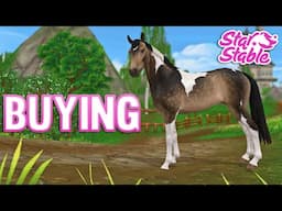 Buying New Selle Francais | Star Stable