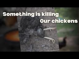 What killed my chicken ? | Building our homestead | Off-grid living  | Millennial Homesteader