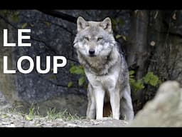 Le loup (documentaire)