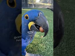 Blue Parrot Struggles to get Nut! Shorts