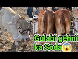 Gehni par dil agaya😍| 2 bachriyon ka soda hogaya❤️