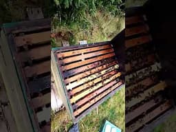 A small colony in a small hives isn't always the greatest combination. #Beekeeping