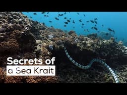 Meet the Sea Krait