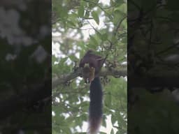 Flying Squirrel # shorts# wildlife# cute animals